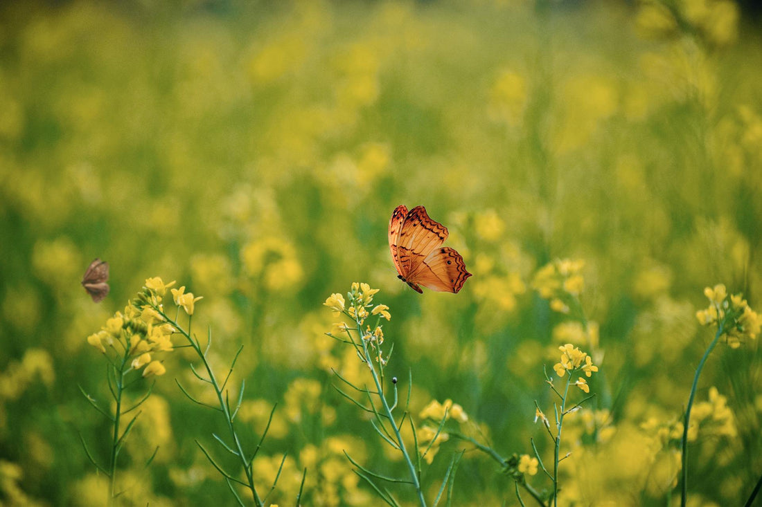 Why Woodpressed Oils Are Healthier Than Refined Oils